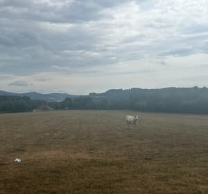 Marche au calme au départ de St-Léger sous Bevray - Saint-Léger-sous-Beuvray - 4