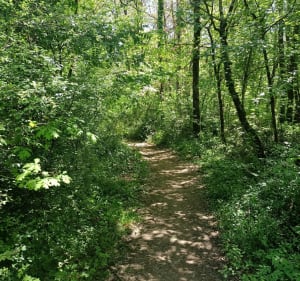Petite balade en forêt depuis Cépet - Cepet - 2