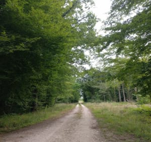 De la forêt des Crocheres aux bords de Saône - Cath - 2