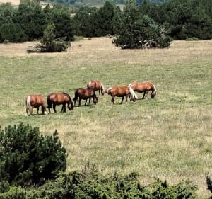 Boucle autour d'Eyliac - Bassillac et Auberoche - 2