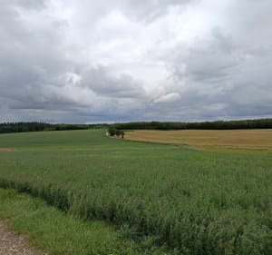 A la recherche de la Tour des bois - La Tour-de-Sçay - 2