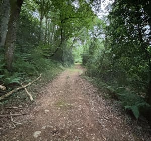 Balade en forêt autour de Bégole - Bégole - 2