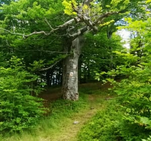 Trasa na Mędralową - Małgorzata,  - 3