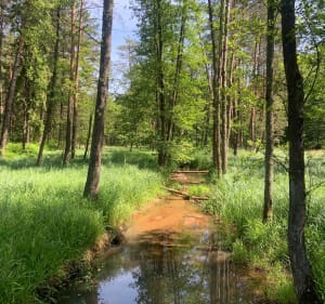 Zielona jezioro - Kalety - 2