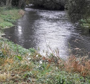 Étangs de Blangy sur Bresle et de Nesle Normandeuse - Blangy-sur-Bresle - 2