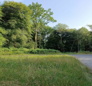 Bois de Lagos - Marie claire - 2