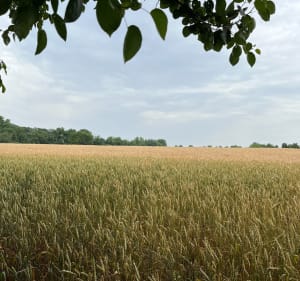 Savigny, Nandy, forêt de Rougeau - NATHALIE - 3