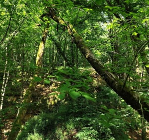 Ouvrage du bois de la Dame - Ars-sur-Moselle - 2