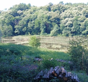 Bois Tramolé - Tramolé - 2