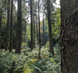 Promenade en Forêt domaniale de Eu et Bellemprise - Olympe - 2