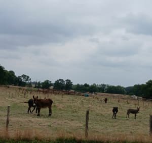Petite rando de la Bénate, par le Pré Clos - Corcoué-sur-Logne - 2