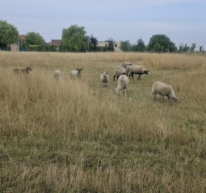 Chemin de quiery et eco-pâturage Brebières - Brebières - 2