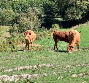 Autour de Sauvagnac , Haute Vienne, Limousin - Saint-Léger-la-Montagne - 2