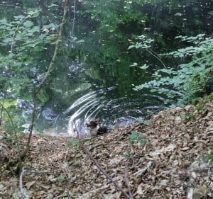 Entre forêt et cours d'eau - Bersac-sur-Rivalier - 2