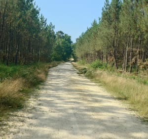 Boucle entre Saint-Selve à l'aérodrome de Saucats - Saint-Selve - 2