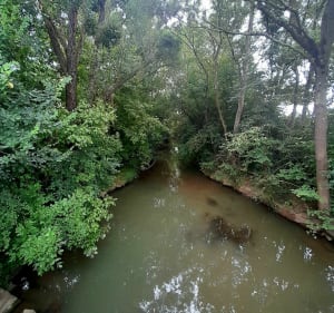 Entre terres et bord de Saône à Saint-Didier-sur-Chalaronne - Saint-Didier-sur-Chalaronne - 2