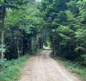 Entre forêts et lieux-dits depuis Perpezoux - Monistrol-sur-Loire - 2