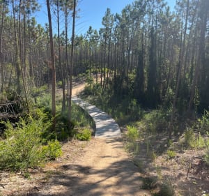 Entre forêt de Pinia et mer - Aurelien - 3