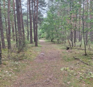 Leśny spacer w Radomsku - Radomsko - 2