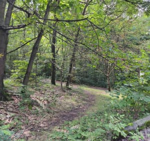 Rogoźnik źródełko - Rogoźnik - 2