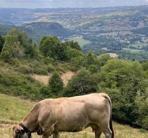 Roquelaure et sa coulée de Lave - Lassouts - 2
