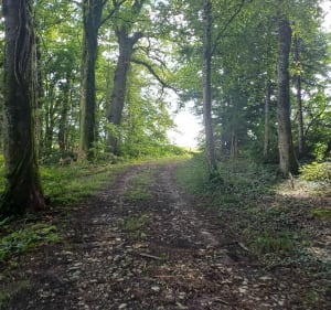 Forêt Bouclans, par Vauchamps - Bouclans - 2