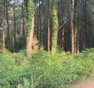 Promenade en forêt de Pins à Capbreton - Capbreton - 2