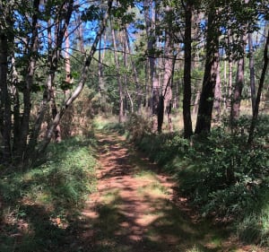 Balade en Forêt à Pleucadeuc - Malestroit - 2
