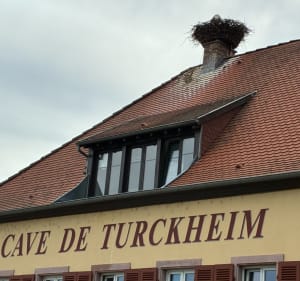 Balade dans le vignoble au-dessus de Turckheim - Turckheim - 2