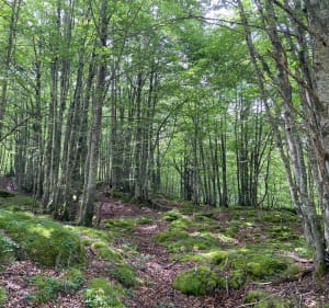 Cabane de Bouy - Eaux-Bonnes - 2