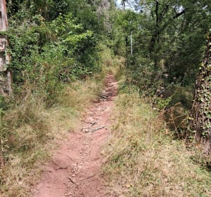 Bagnols-en-foret 6km - Patrick - 3