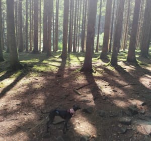Grand tour des cascade de Tendon et Bois de la Brostille - Tendon - 3