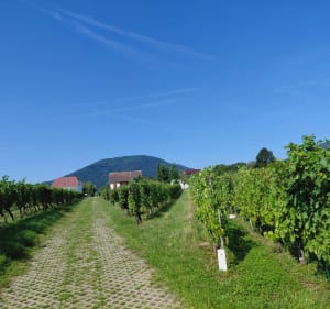 De Soultz à la Ferme Auberge du Kohlschlag - Soultz-Haut-Rhin - 4