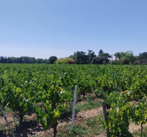 Balade à travers les vignes et les marais de Haute-Goulaine - Haute-Goulaine - 4