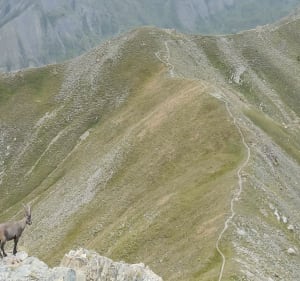 La Foux / Col d'allos / Tete de Vescal - Allos - 5