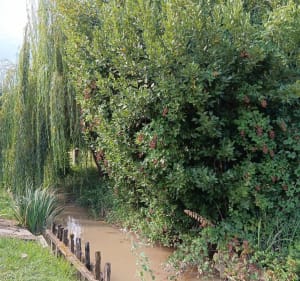 Petite marche entre bord de mer et campagne - Mortagne-sur-Gironde - 4