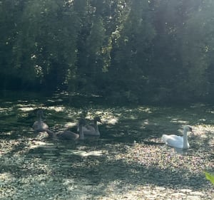 Balade entre champs et au bord de l’eau à Sancourt - Sancourt - 4