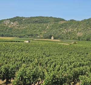 Entre Terre et Vignes à Albas - Albas - 2