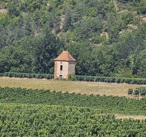 Entre Terre et Vignes à Albas - Albas - 4