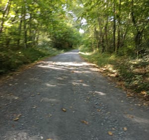 Marche sur les parcours du bois d'Aureilhan - Aureilhan - 3