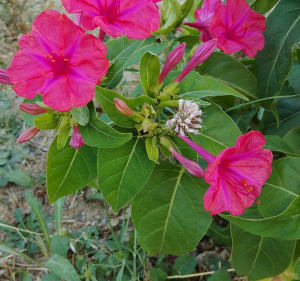 Camping Les Floralys / Écluse de Mandirac - Narbonne - 2