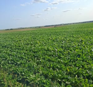 Chasse aux œufs à Somme-Suippe - Somme-Suippe - 3