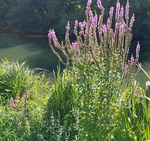 Belle Vue sur Dijon et la Vallée de l'Ouche - Marsannay-la-Côte - 3