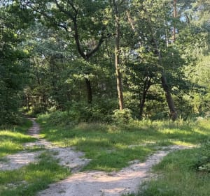 Spacer lasem i okolicami - Rokietnica - 5