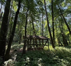 Spacer lasem i okolicami - Rokietnica - 4