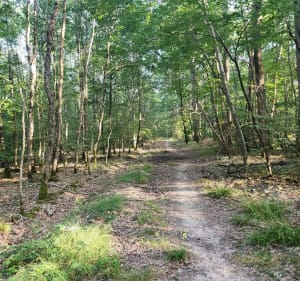 Boucle en foret de Russy - Cellettes - 2