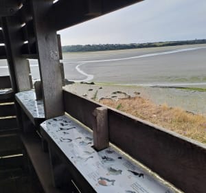 Hillion baie et nature - Hillion - 3