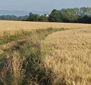 De Villeneuve à St Bernard au bord du Rhône - Villeneuve - 3