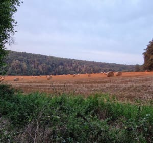 Chemin de l'Egyptienne à Campigny - Campigny - 3