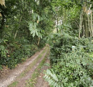 Autour de Oizé, balade en forêt - Oizé - 5